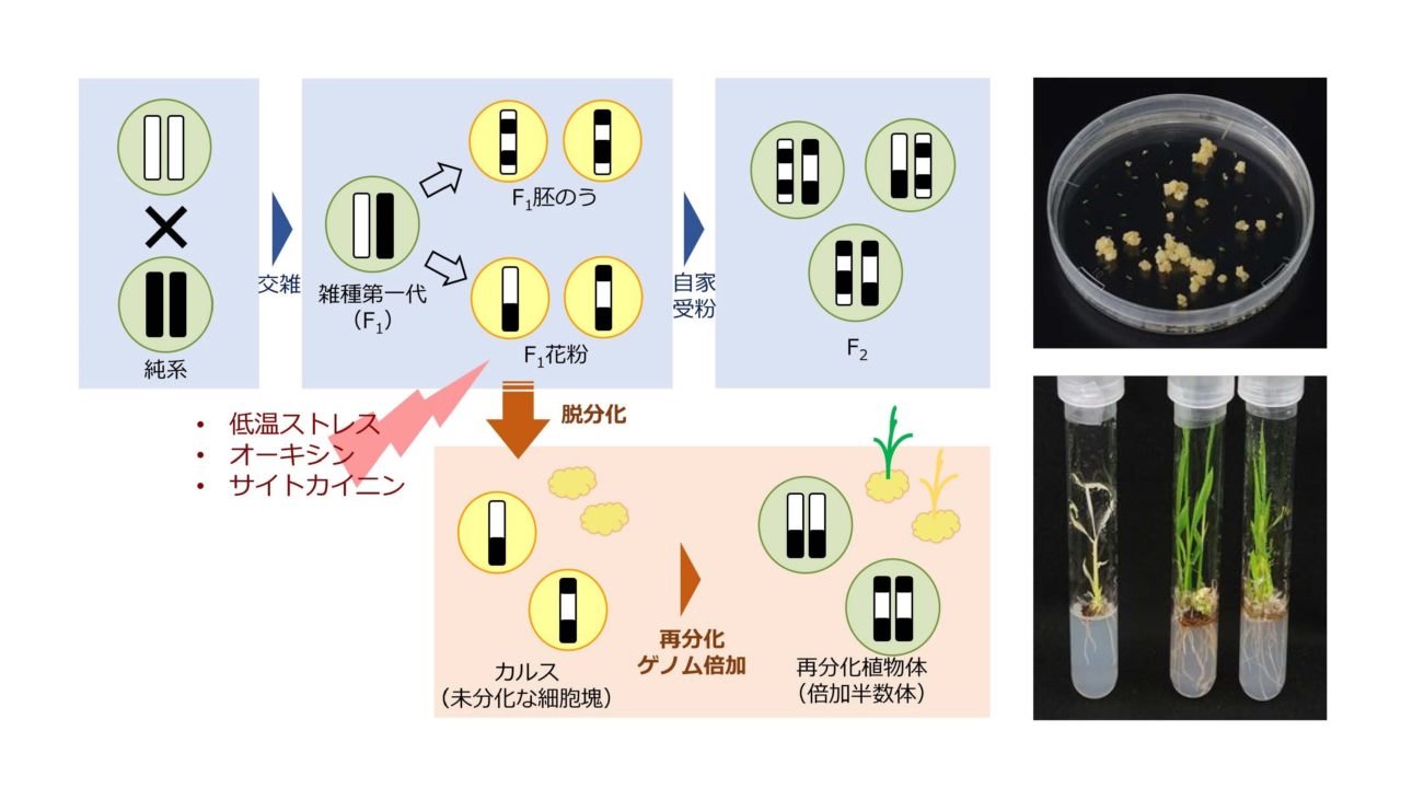植物育種学研究室 – 北海道大学 農学部／大学院農学院／大学院農学研究院